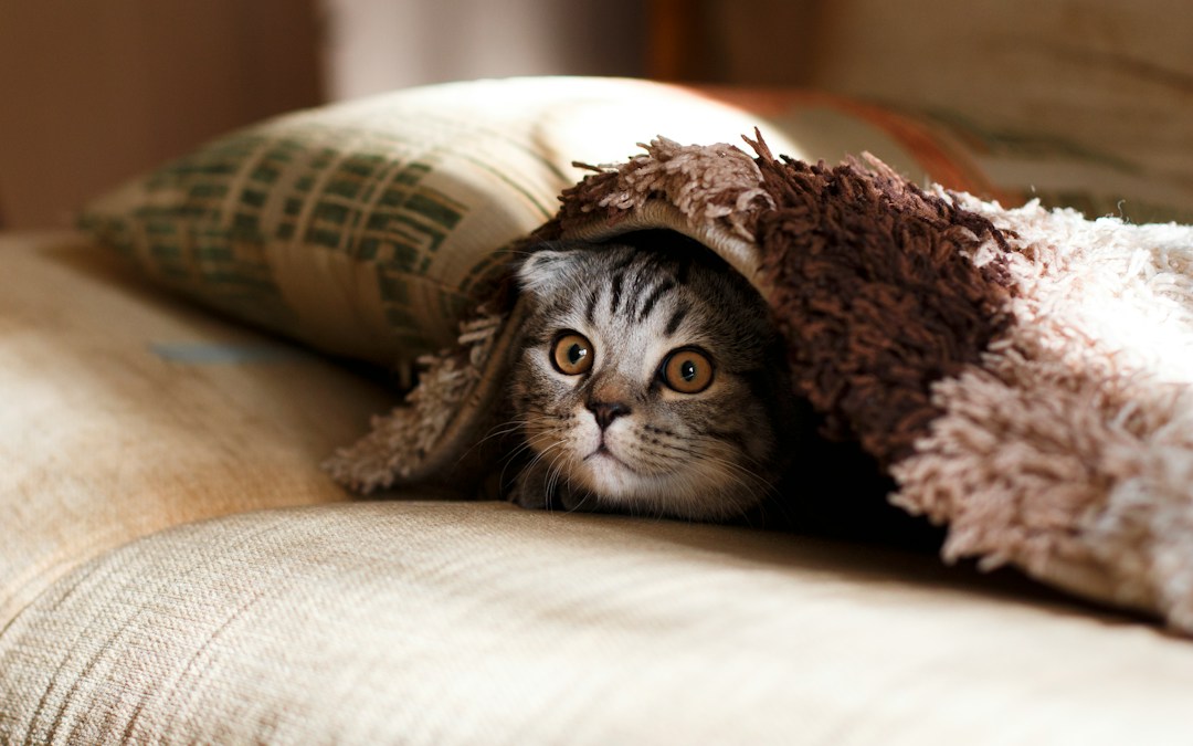 Can Animals Help You Cope With Mental Health Issues? 3 img