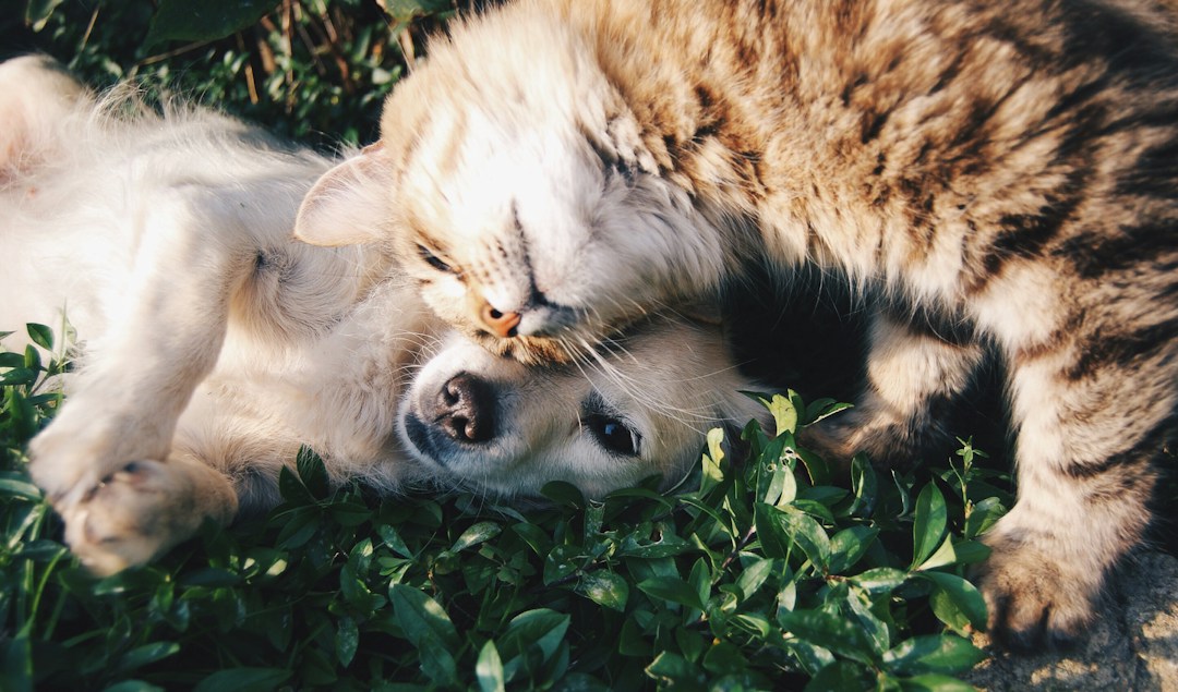 Can Animals Help You Cope With Mental Health Issues? 2 img